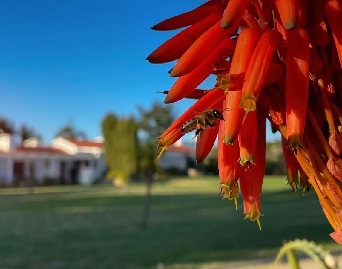 Herdade Do Kuanza Zambujeira do Mar Kültér fotó